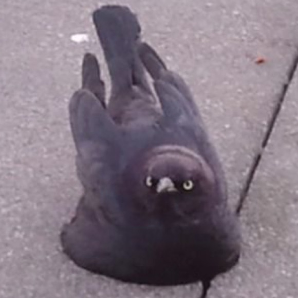 Meet your Posher, Solomon - Picture 1 of 1